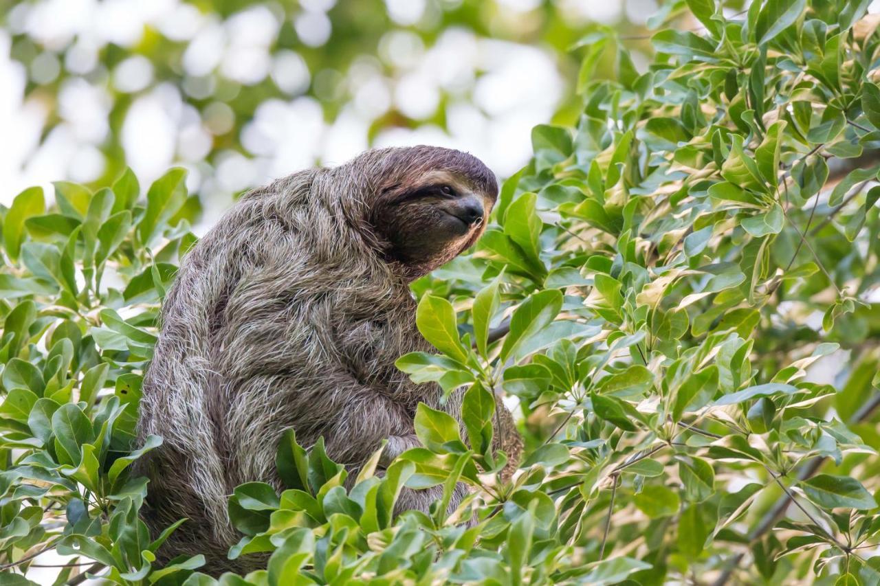 Finca Sueno De Osa Puerto Jiménez Zewnętrze zdjęcie