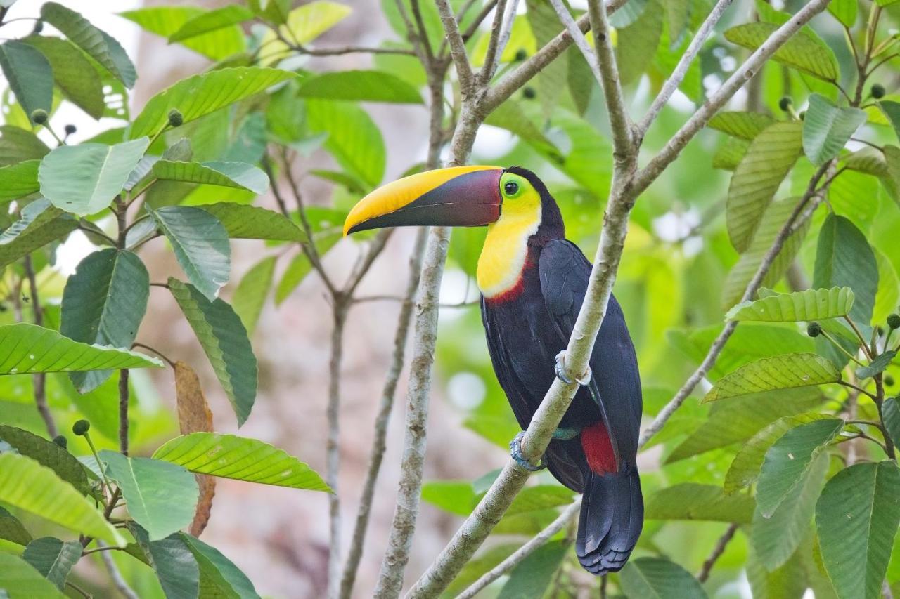 Finca Sueno De Osa Puerto Jiménez Zewnętrze zdjęcie