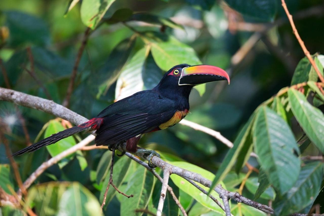 Finca Sueno De Osa Puerto Jiménez Zewnętrze zdjęcie